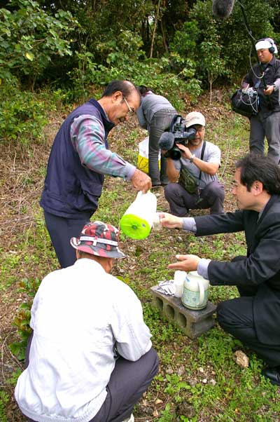 2月22日NHK朝のニュースに、沖縄の椿茶再登場！